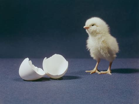 Why Newborn Chicks Love Objects That Defy Gravity